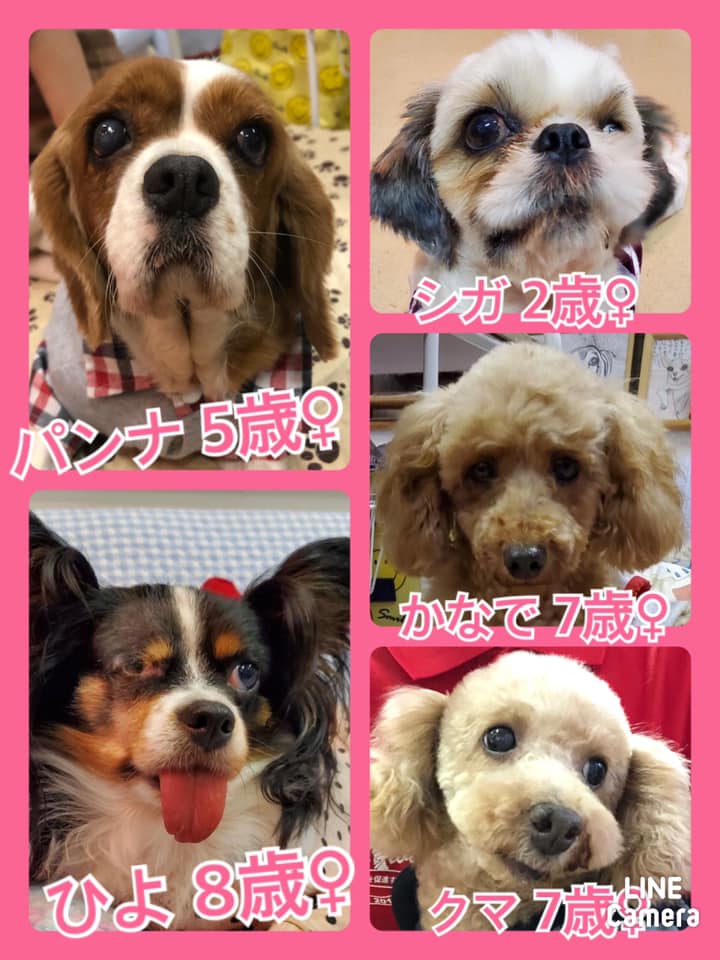 🐾今日の里親様募集中ワンコ🐶メンバーです🐾2020,10,31